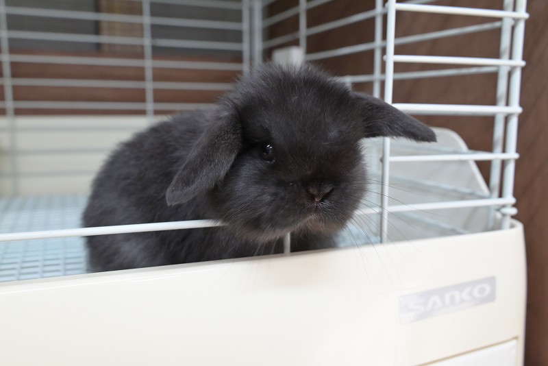 子うさぎ（HL） | うさぎ専門店ラッキーハート