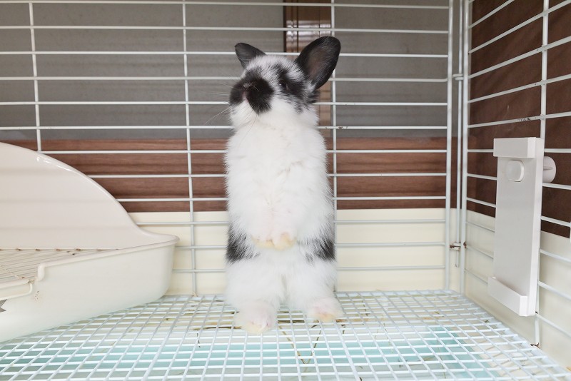 うさぎドロップ 9 子うさぎ（HL） | うさぎ専門店ラッキーハート