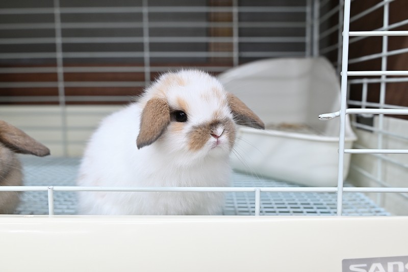 子うさぎ（HL） | うさぎ専門店ラッキーハート