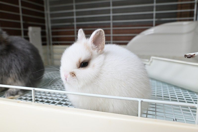 子うさぎ（ND） | うさぎ専門店ラッキーハート