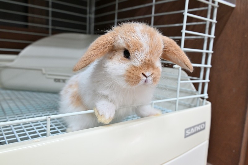 ミックス No.1377