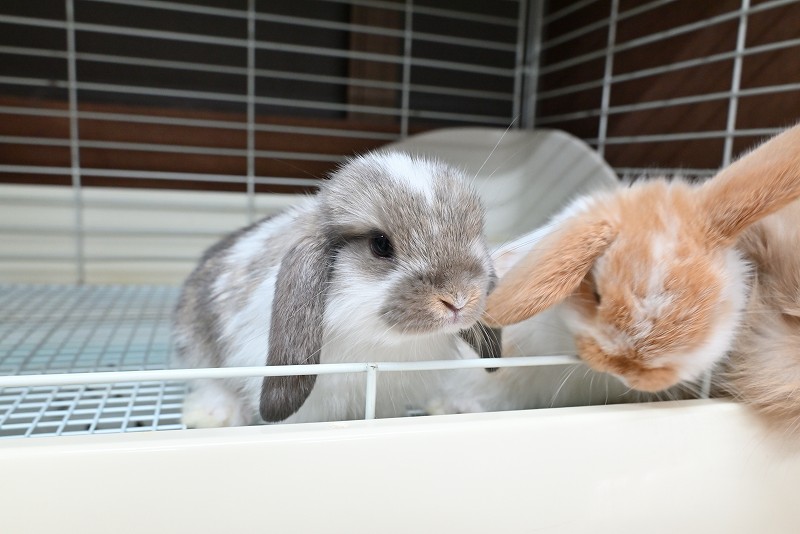 うさぎハート ネザーランドドワーフ No.1380 | うさぎ専門店ラッキーハート- うさぎ