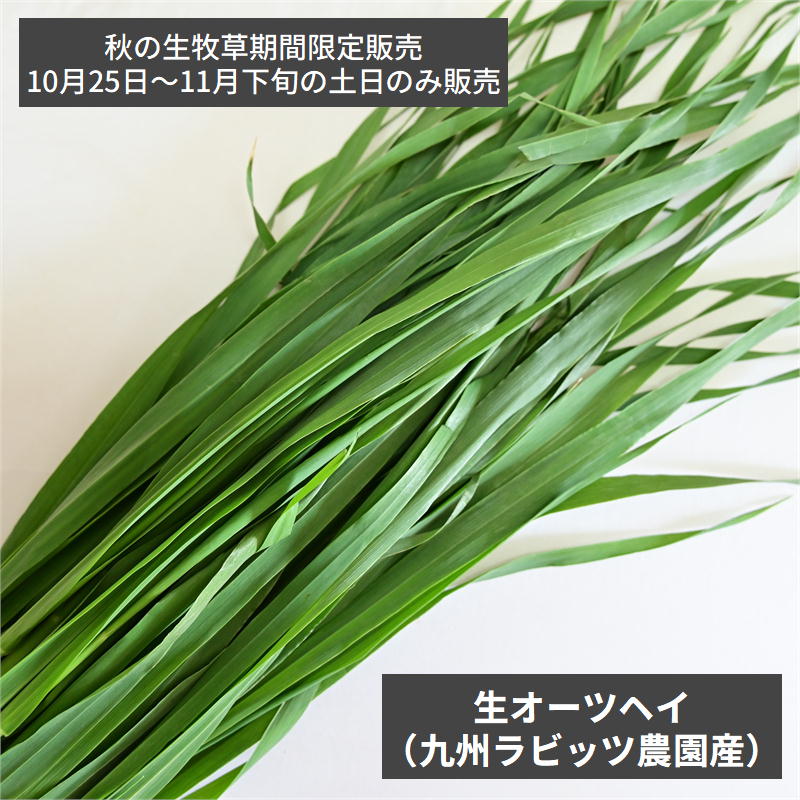 ラビッツ 無農薬栽培 生オーツヘイ 100g ※2025年10月25日～11月下旬の土日のみ店舗限定販売