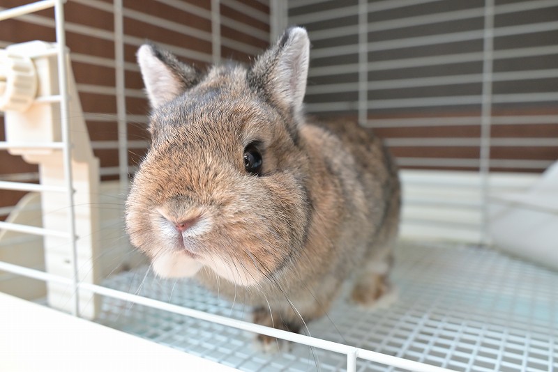 ネザーランドドワーフ(成体) No.1502