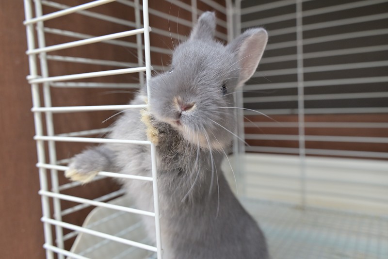 ネザーランドドワーフ No.1513