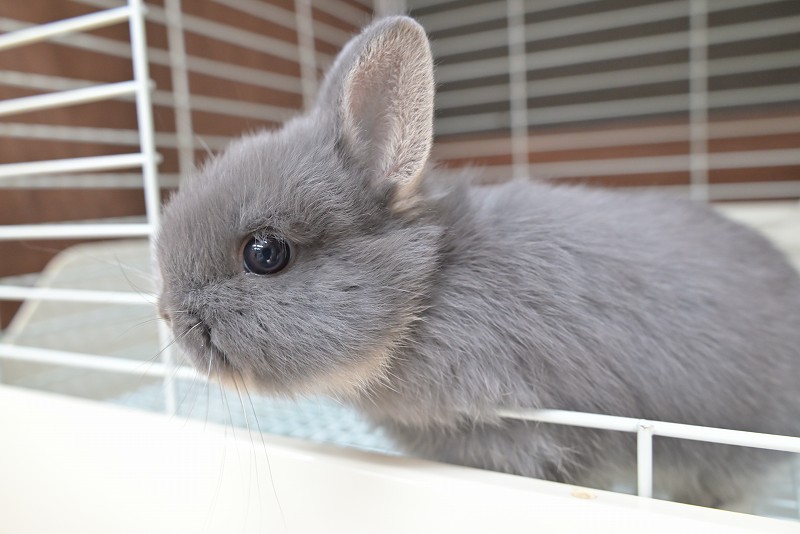 ネザーランドドワーフ No.1515