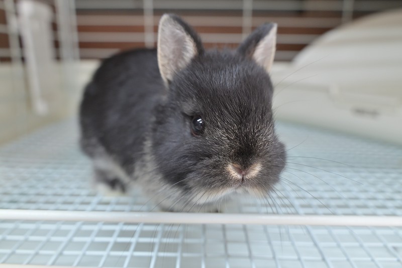 ネザーランドドワーフ No.1516