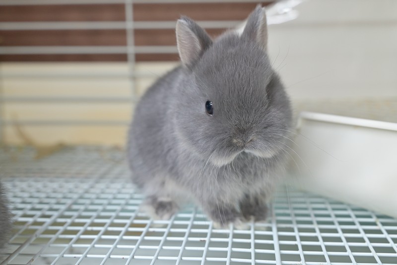 ネザーランドドワーフ No.1517