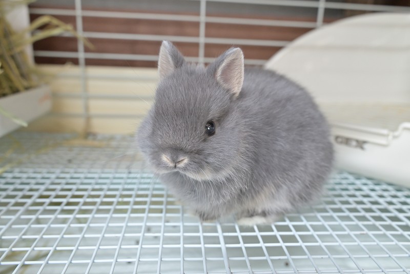 ネザーランドドワーフ No.1518