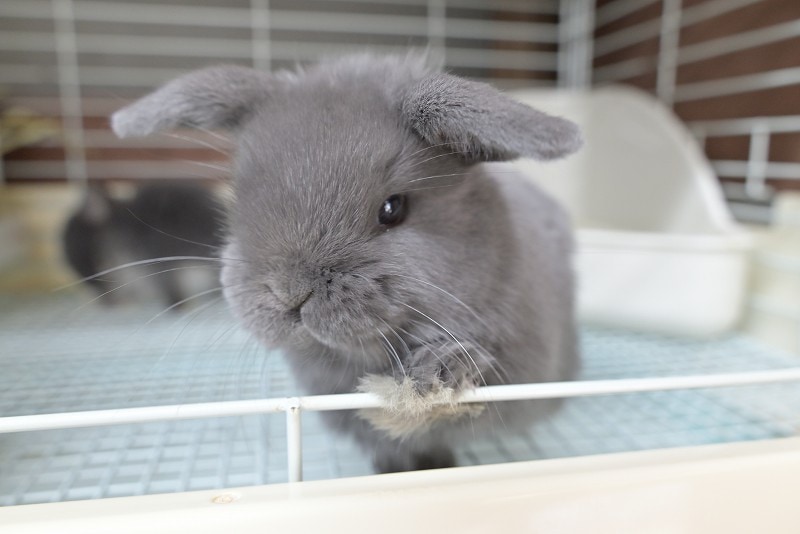 ホーランドロップ No.1521