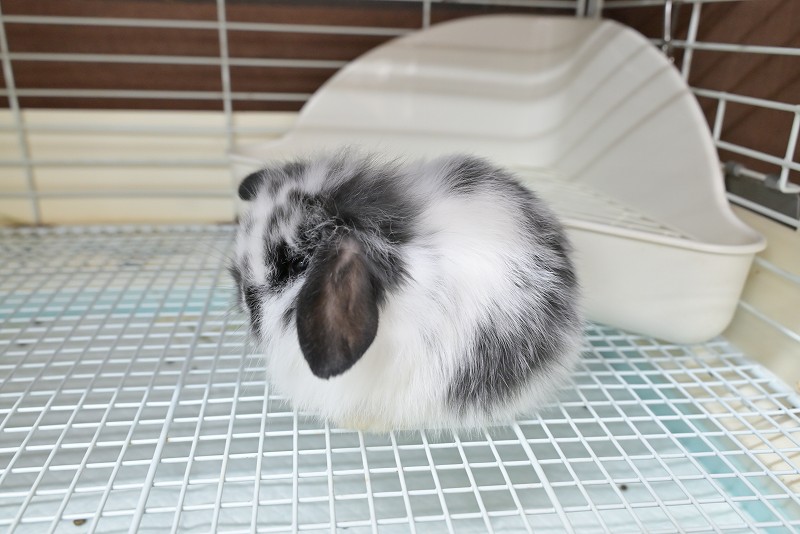 すべての商品 | うさぎ専門店ラッキーハート
