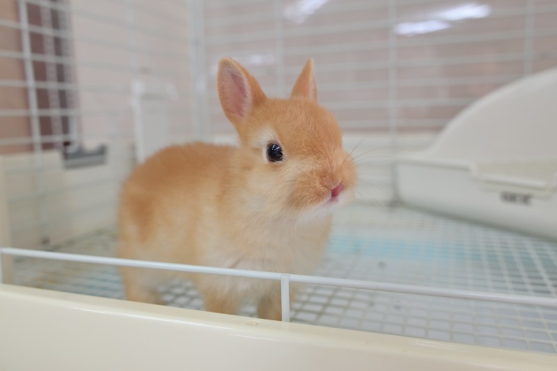 ネザーランドドワーフ No.1320