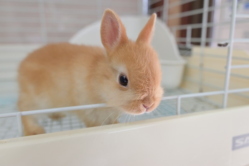 ネザーランドドワーフ No.1320