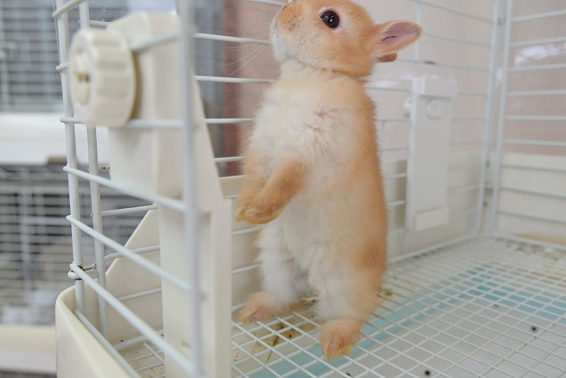 ネザーランドドワーフ No.1320