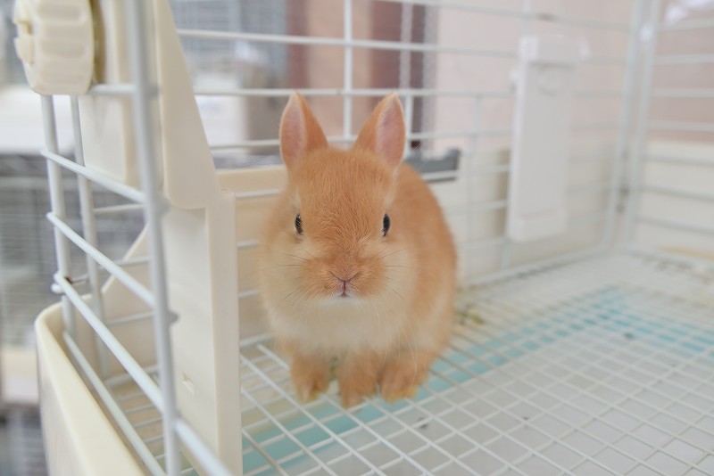 ネザーランドドワーフ No.1320