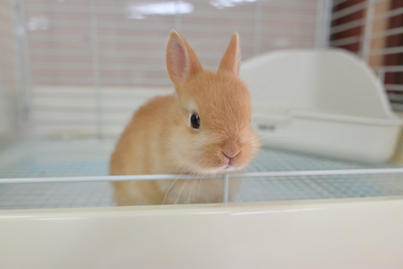 ネザーランドドワーフ No.1320