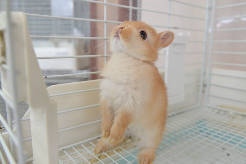 ネザーランドドワーフ No.1320 | うさぎ専門店ラッキーハート