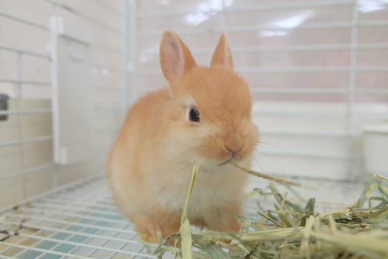 ネザーランドドワーフ No.1320