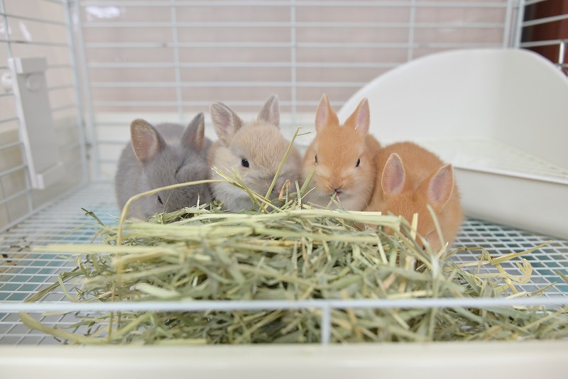 ネザーランドドワーフ No.1320