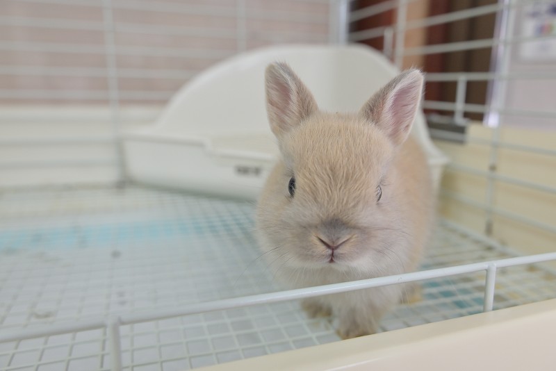 うさぎハート ネザーランドドワーフ No.1321 | うさぎ専門店ラッキーハート