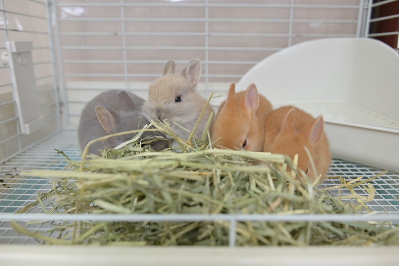 ネザーランドドワーフ No.1321