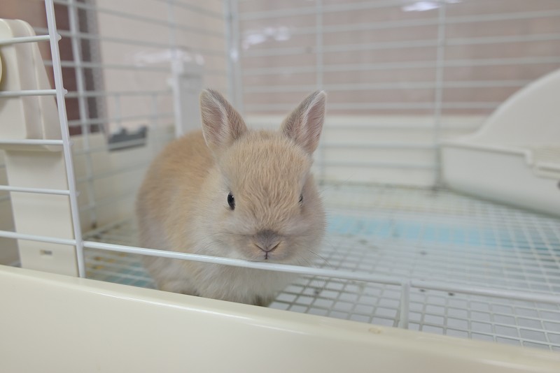 ネザーランドドワーフ No.1321