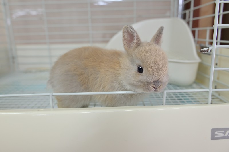 うさぎ ヘッズ ラブリーストラップ付マスコット-9/ピンクウサギ(10個