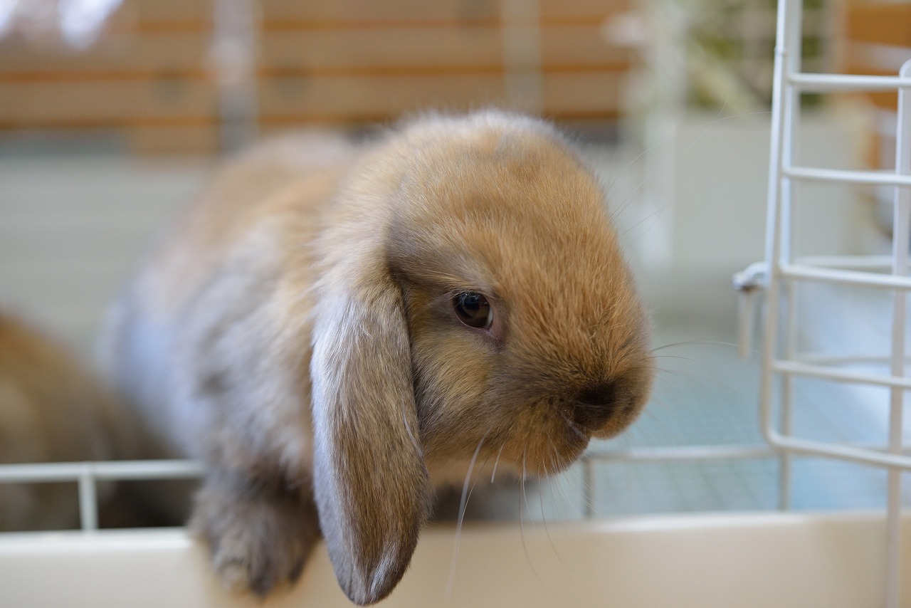 ウサギドロップ ホーランドロップ No.1151 | うさぎ専門店ラッキーハート