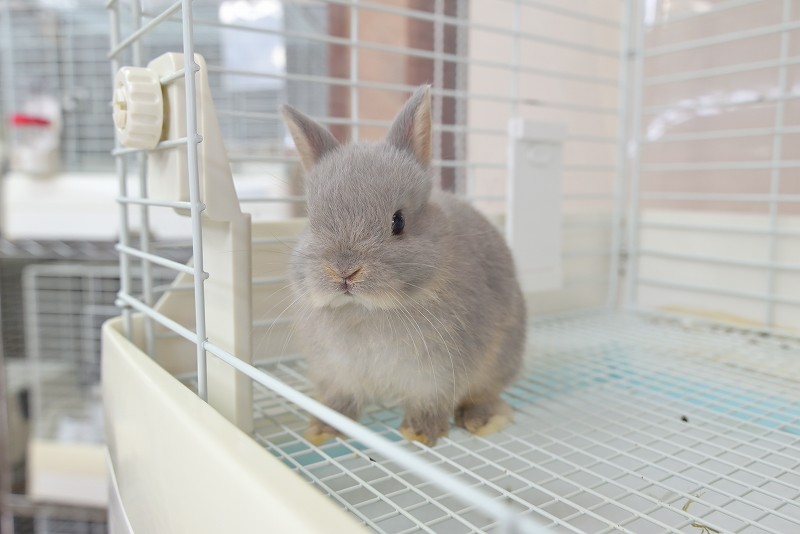 ネザーランドドワーフ No.1322 | うさぎ専門店ラッキーハート- うさぎ