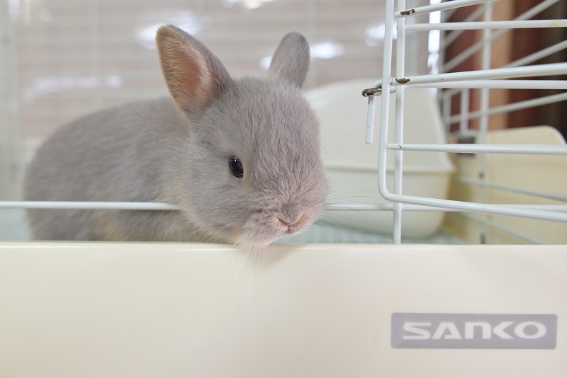 ネザーランドドワーフ No.1322