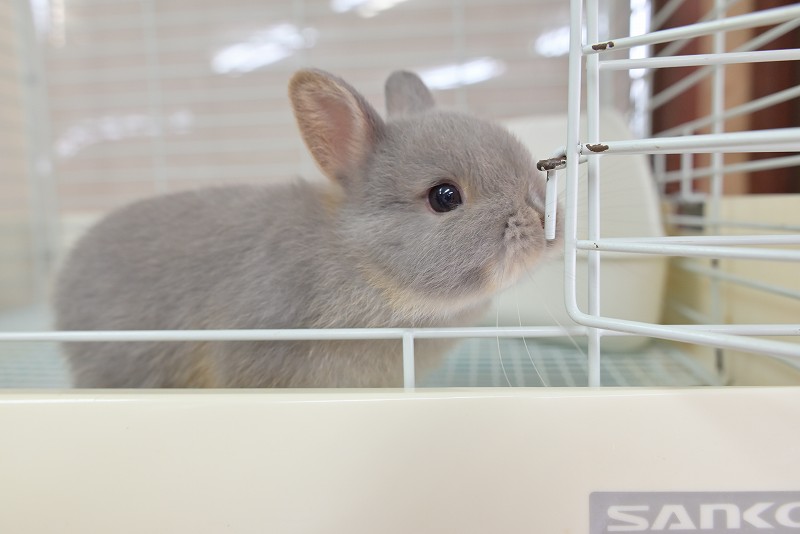 ネザーランドドワーフ No.1322