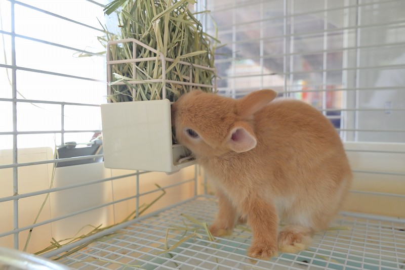 ネザーランドドワーフ No.1323