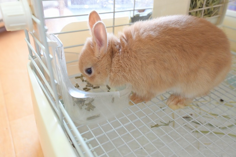 ネザーランドドワーフ No.1323