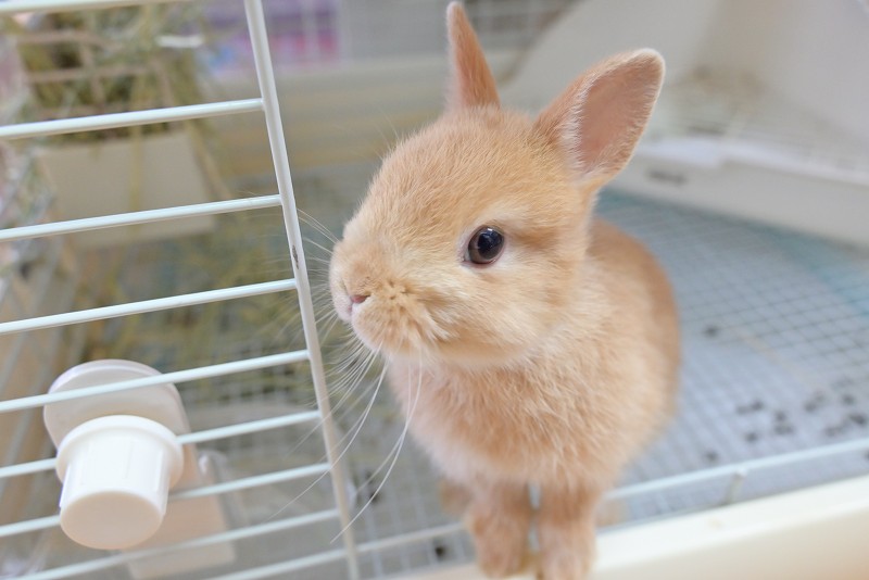 ネザーランドドワーフ No.1323