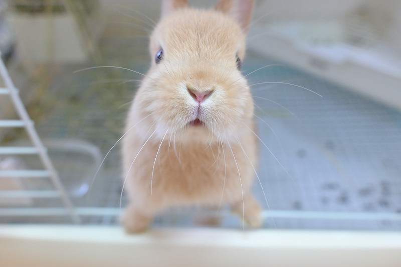 ネザーランドドワーフ No.1323