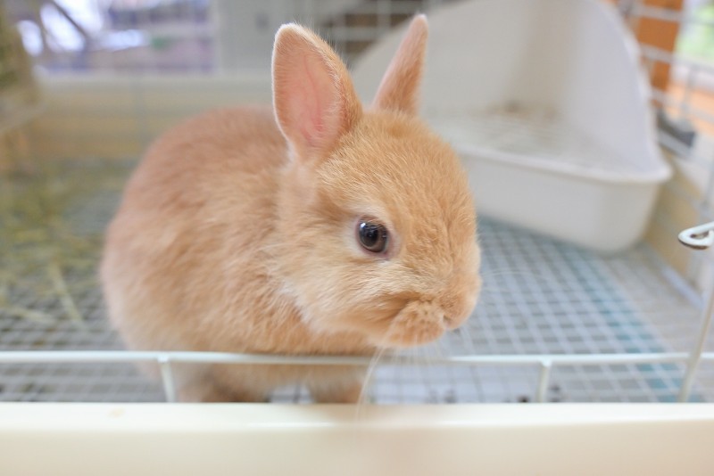 ネザーランドドワーフ No.1323