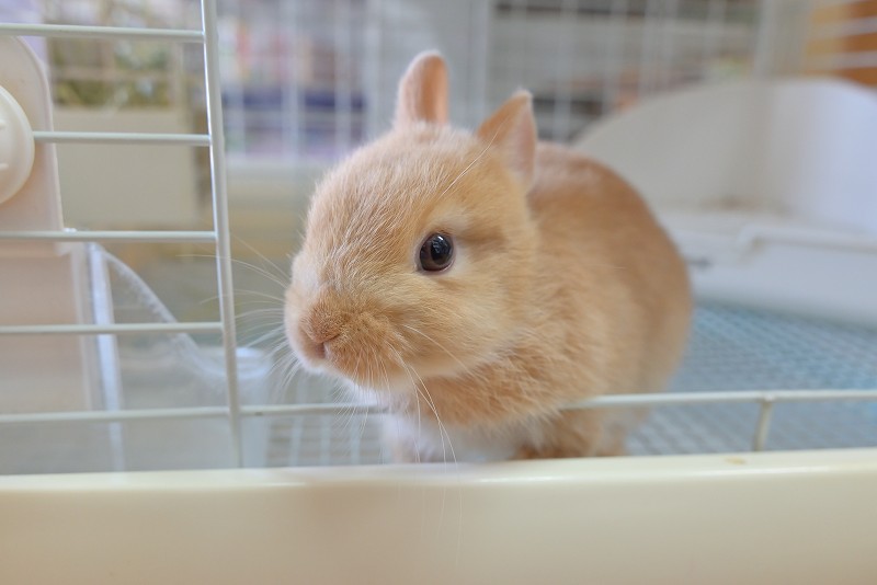 ネザーランドドワーフ No.1323