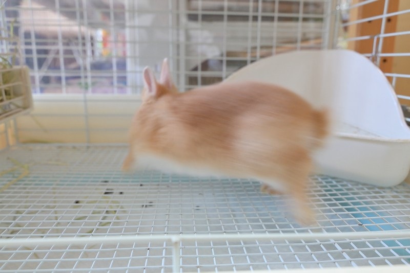 2点セットに変更　ネザーランドドワーフ様 2点セットに変更 ネザーランドドワーフ様 ネザーランドドワーフ