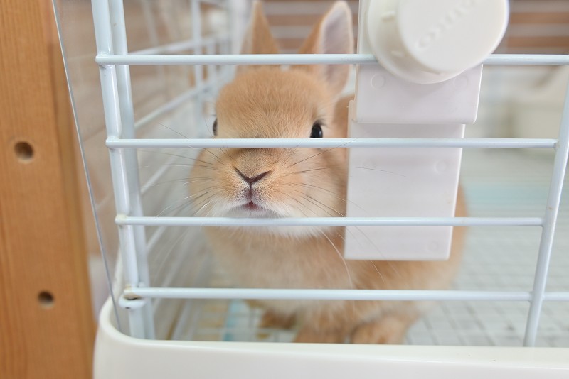 ネザーランドドワーフ No.1325 | うさぎ専門店ラッキーハート- うさぎ