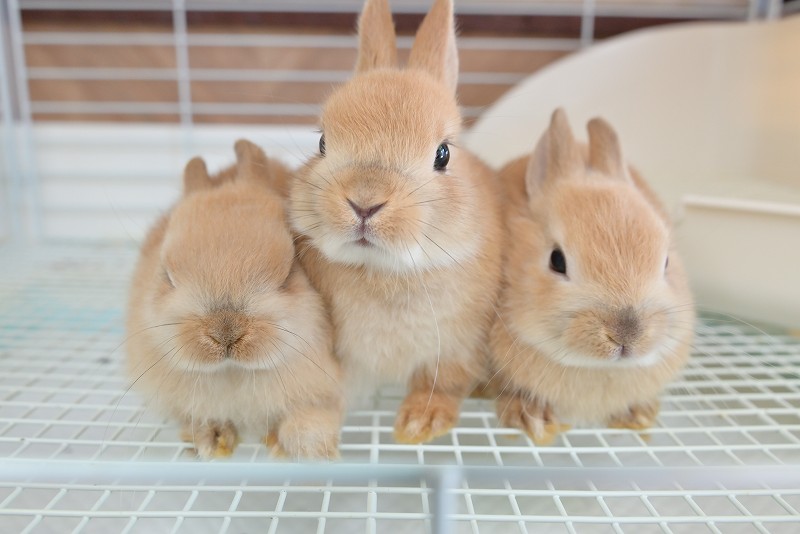 ネザーランドドワーフ No.1325 | うさぎ専門店ラッキーハート- うさぎ