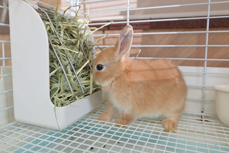 2点セットに変更　ネザーランドドワーフ様 ちっちゃくてカワイイこうさぎ🐰 生後2ヶ月のネザーランド