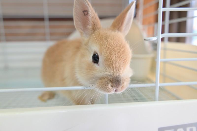 ネザーランドドワーフ No.1326