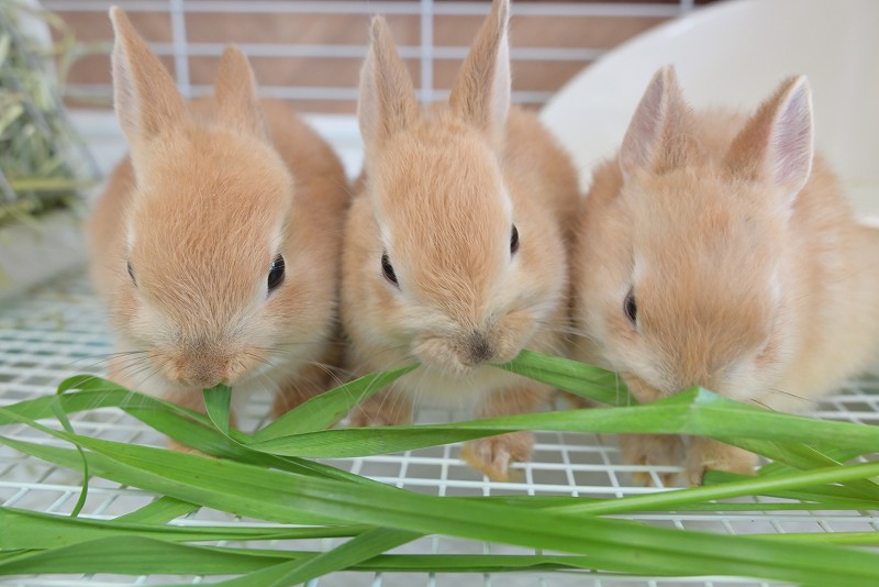 ネザーランドドワーフ No.1327 | うさぎ専門店ラッキーハート