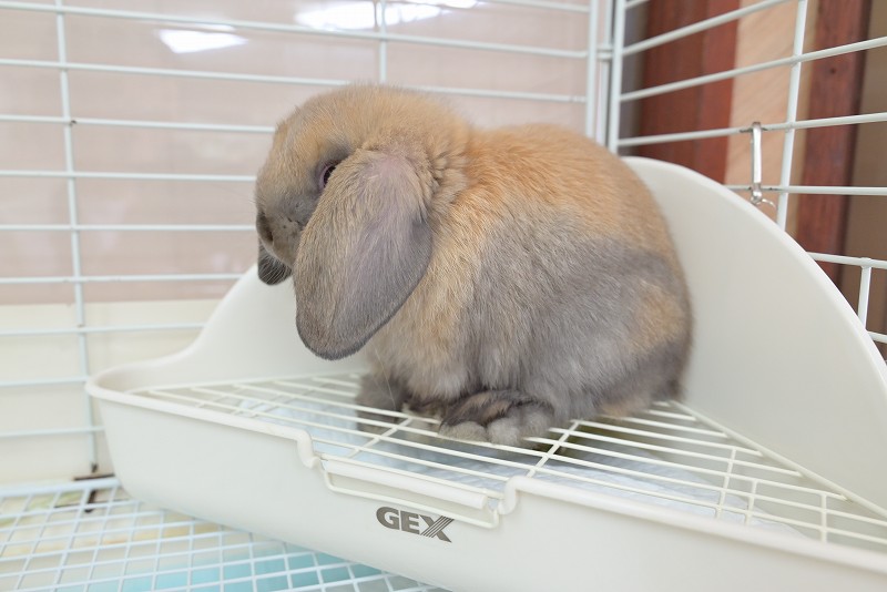 うさぎ130₍ᐢ.ˬ.ᐡ₎【プロフ確認】　 うさぎ130₍ᐢ.ˬ.ᐡ₎【プロフ確認】 様専用