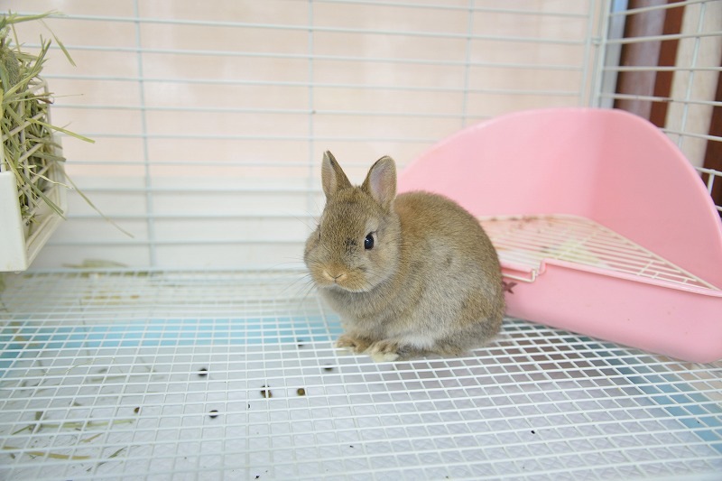 ネザーランドドワーフ No.1256 | うさぎ専門店ラッキーハート- うさぎ