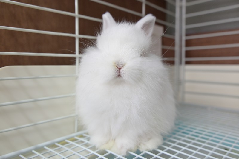 ぴろり　うさぎ　ウーリー農園　９袋 ぴろり うさぎ ウーリー農園 9袋 うさぎウーリー農園9袋
