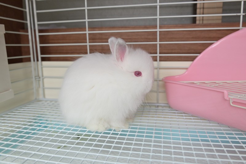 ぴろり　うさぎ　ウーリー農園　９袋 株式会社ウーリー｜うさぎの食彩工房 - うさぎ専用の牧草や