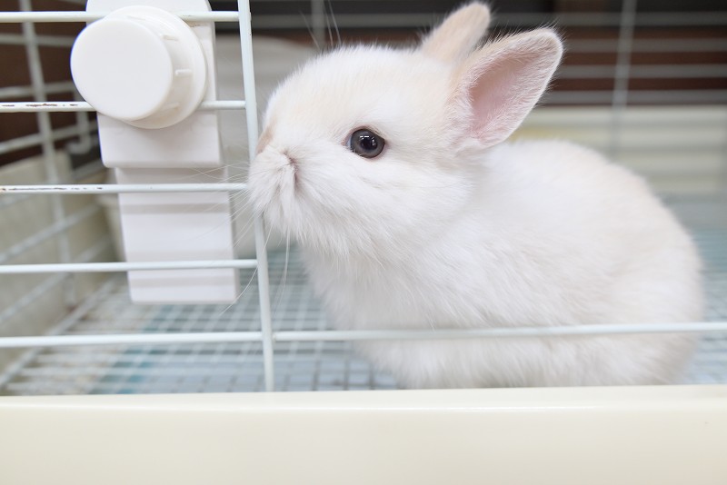 トウコ【U】{085086} [SV11W]23枚 sv11W】トウコ【U】 - ENNDAL GAMES2