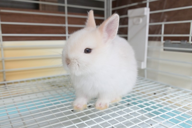 ネザーランドドワーフ No.1336 | うさぎ専門店ラッキーハート