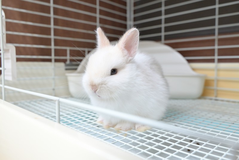 うさぎ130₍ᐢ.ˬ.ᐡ₎【プロフ確認】　 スクエアふせん usagino(usagino): ステーショナリー | ロフト